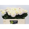 Dahlia Light Wizard