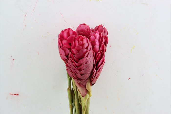 <h4>Alpinia |fucksia Roze</h4>