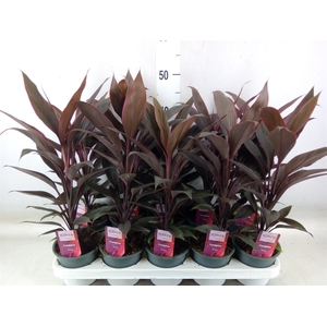 Cordyline fruti. 'Tango'