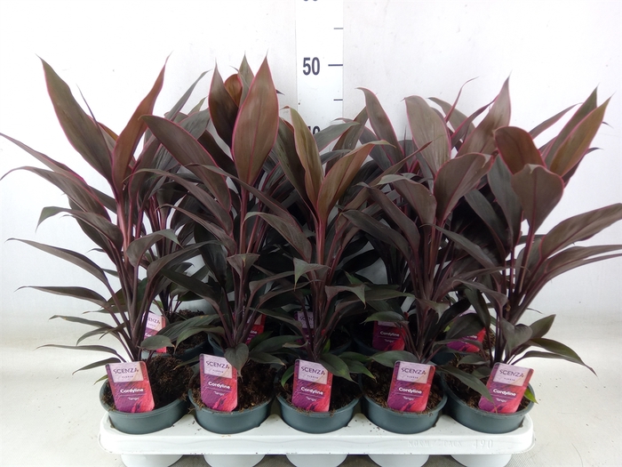 <h4>Cordyline fruti. 'Tango'</h4>