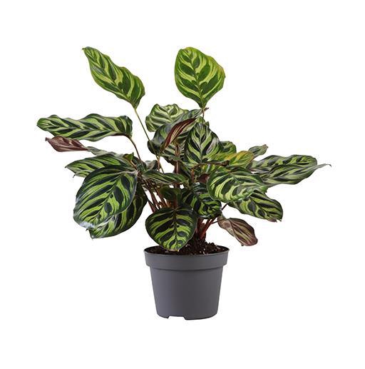 <h4>CALATHEA MAKOYANA P12</h4>
