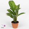 Aglaonema Stripes
