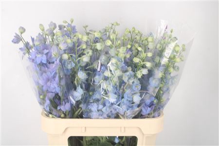<h4>Delph El Dewi Noa Pale Blue</h4>