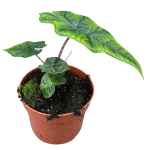 Alocasia