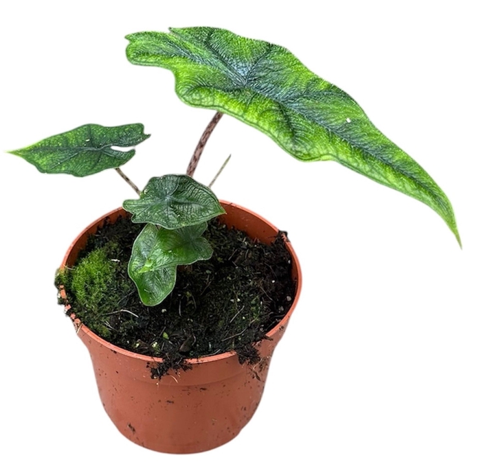 <h4>Alocasia</h4>