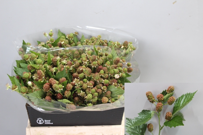 <h4>RUBUS FR CHESTER</h4>