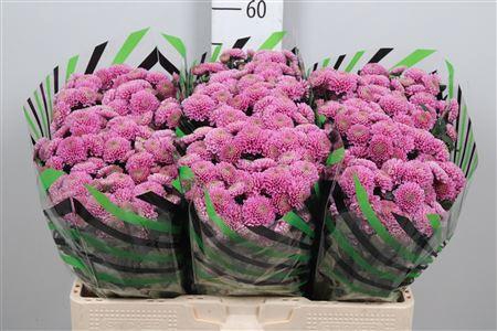 <h4>Chr S Ellison Pink</h4>