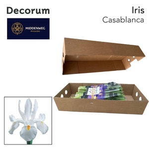 Iris Casablanca Pre-Packed Decorum