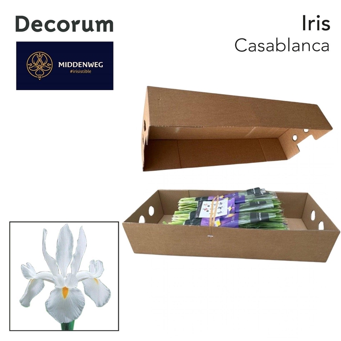<h4>Iris Casablanca Pre-Packed Decorum</h4>