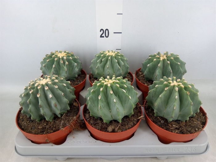 <h4>Ferocactus glaucescens</h4>