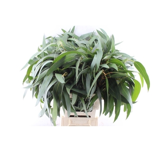 EUCA OV BLAD