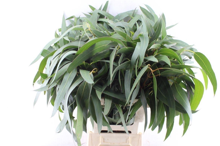 <h4>EUCA OV BLAD</h4>