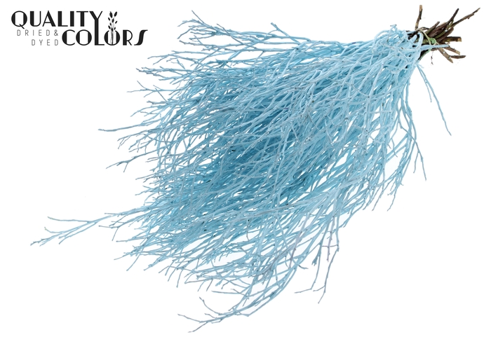 Huckelberry per bunch Light Blue