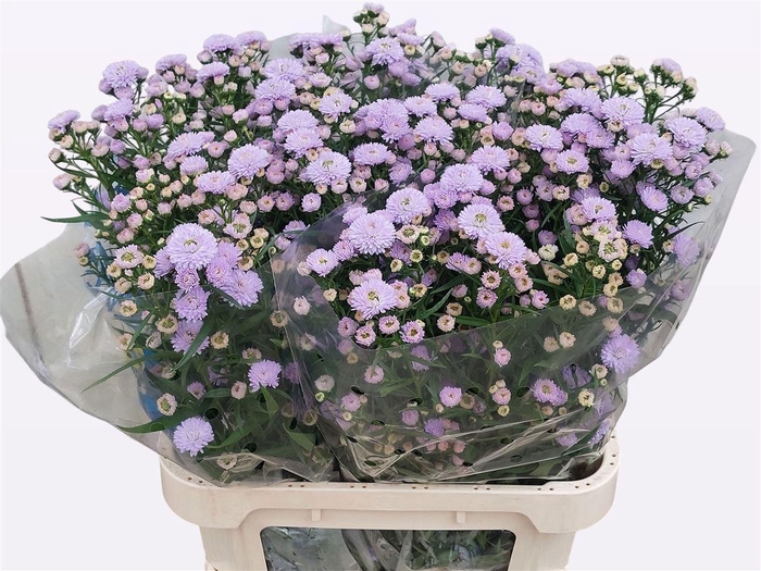 <h4>Aster Nb Astee Milka</h4>