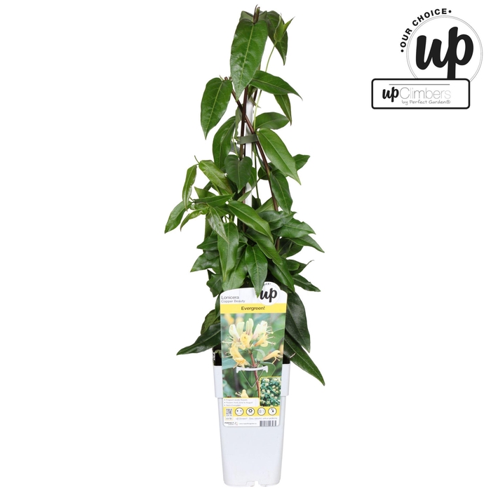 Lonicera Copper Beauty