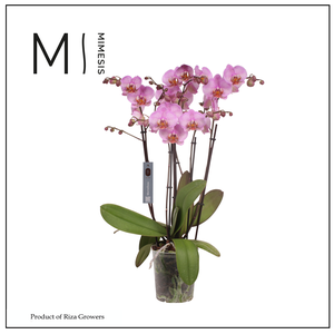 Phalaenopsis Marvellous Pink Special 50+ – 17cm | Mimesis