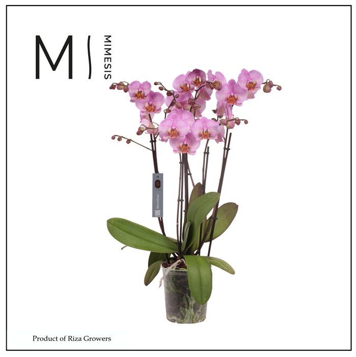 <h4>Phalaenopsis Marvellous Pink Special 50+ – 17cm | Mimesis</h4>