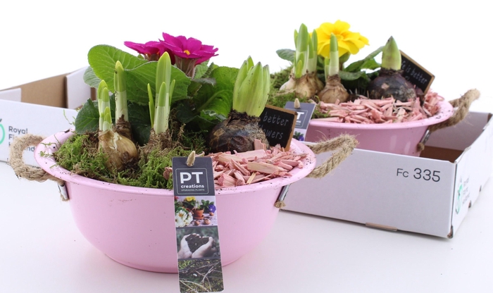 <h4>ARR PL IN SCHAAL</h4>