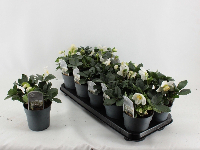 <h4>Helleborus Christmas Carol M</h4>
