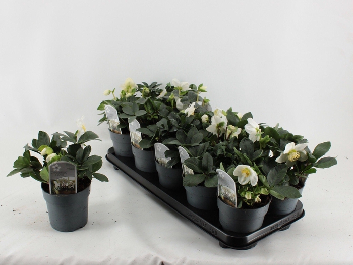 <h4>Helleborus Christmas Carol M</h4>
