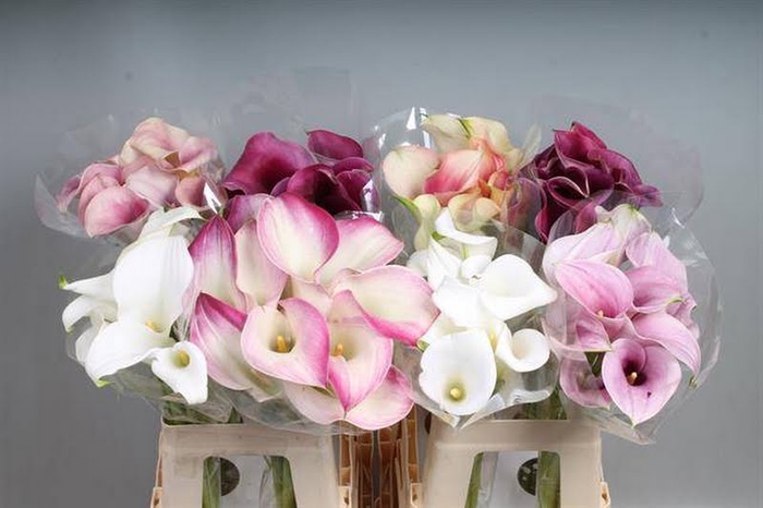 Calla Mix In Bucket A2 Kallaland