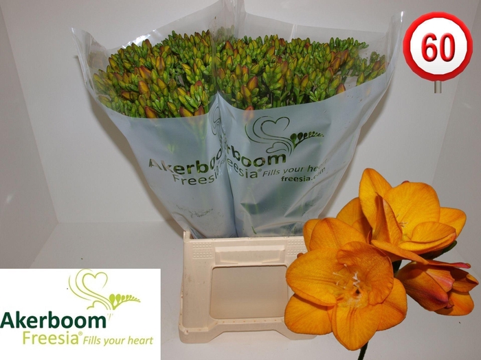 <h4>Freesia enk One XXL White</h4>