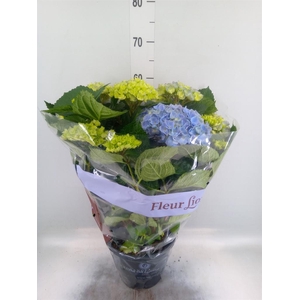 Hydrangea mac. 'Hi River'
