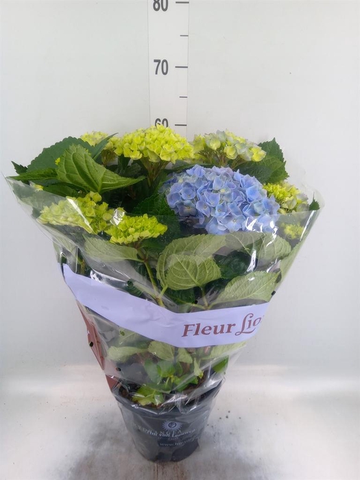 <h4>Hydrangea mac. 'Hi River'</h4>