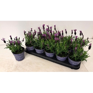 LAVAN S BELL TOSCANE