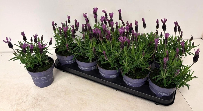 <h4>LAVAN S BELL TOSCANE</h4>