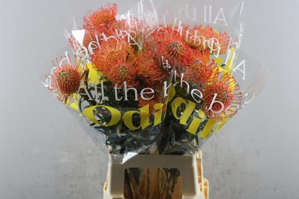 <h4>Leuco Co Succession L 70</h4>