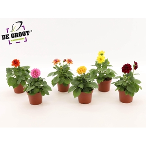 Dahlia Royal gemengd (MIX IN TRAY)