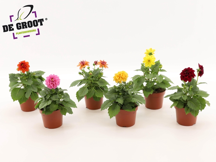 <h4>Dahlia (MIX PER LAAG OF PER KAR)</h4>