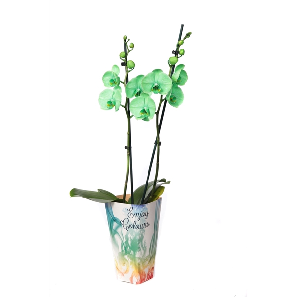 Enjoy Potcover Phal I Am Green 2T14+