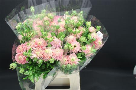 <h4>Ran Moderna Riviera</h4>