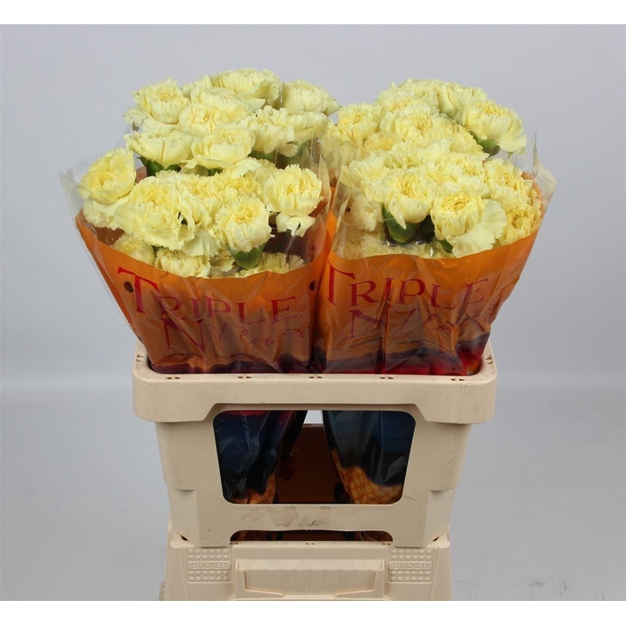 <h4>Di St Luiza</h4>