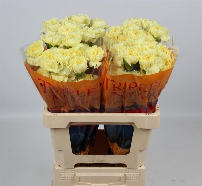 <h4>Di St Luiza</h4>