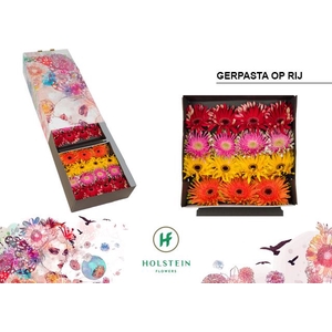 Gerbera Gerpasta gemengd op rij