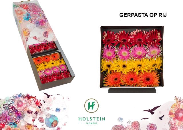 <h4>Gerbera Gerpasta gemengd op rij</h4>