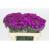Dianthus Br Amazon Neon Purple