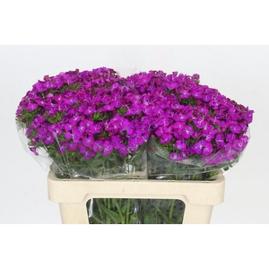 Dianthus Br Amazon Neon Purple