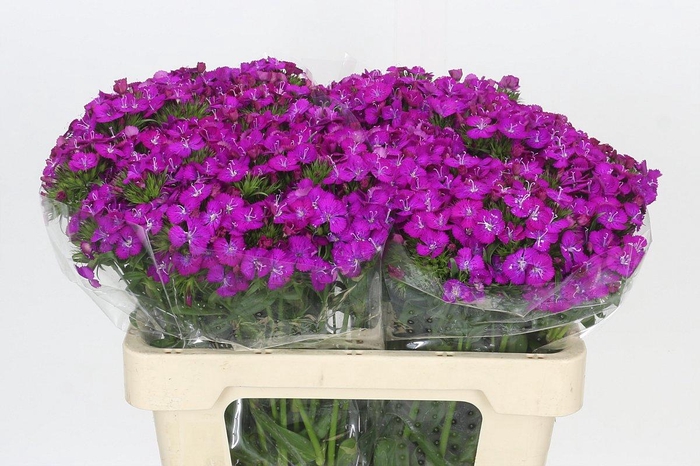 <h4>Dianthus Br Amazon Neon Purple</h4>