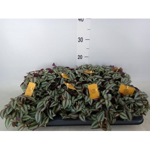 Tradescantia zebr. 'Purpusii'