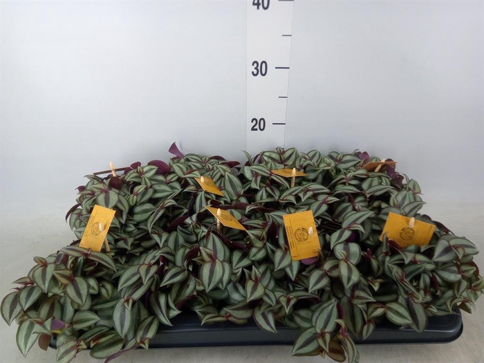 <h4>Tradescantia zebr. 'Purpusii'</h4>