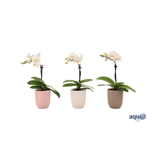 Hugo Hotel Mix Tiny Dolls Wit 1T7+ Aqu@