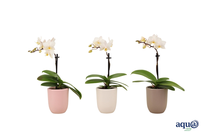 <h4>Hugo Hotel Mix Tiny Dolls Wit 1T7+ Aqu@</h4>