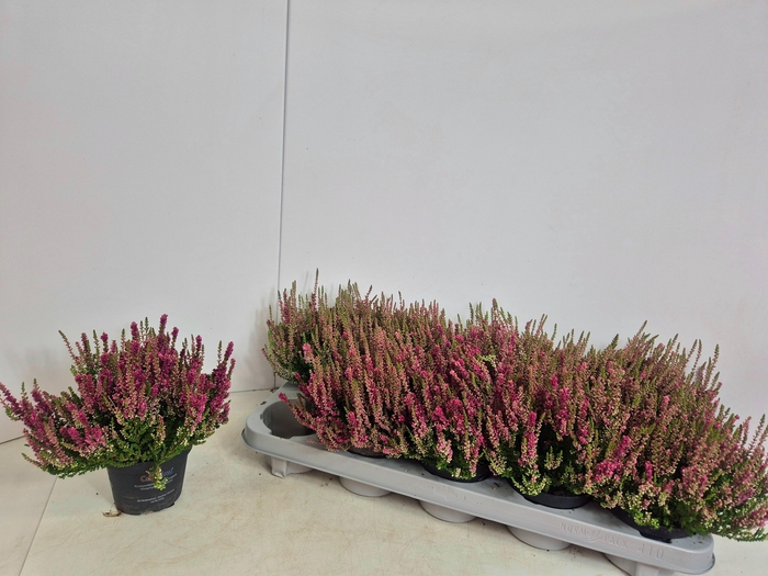 <h4>CALLU DARK BEAUTY</h4>