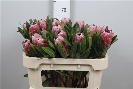 <h4>Protea Pink Ice</h4>