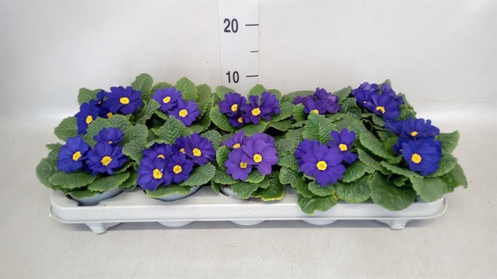 <h4>Primula ac.   ...</h4>