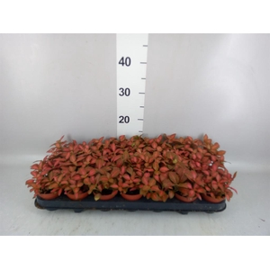 Fittonia verschaf. 'Red Star'